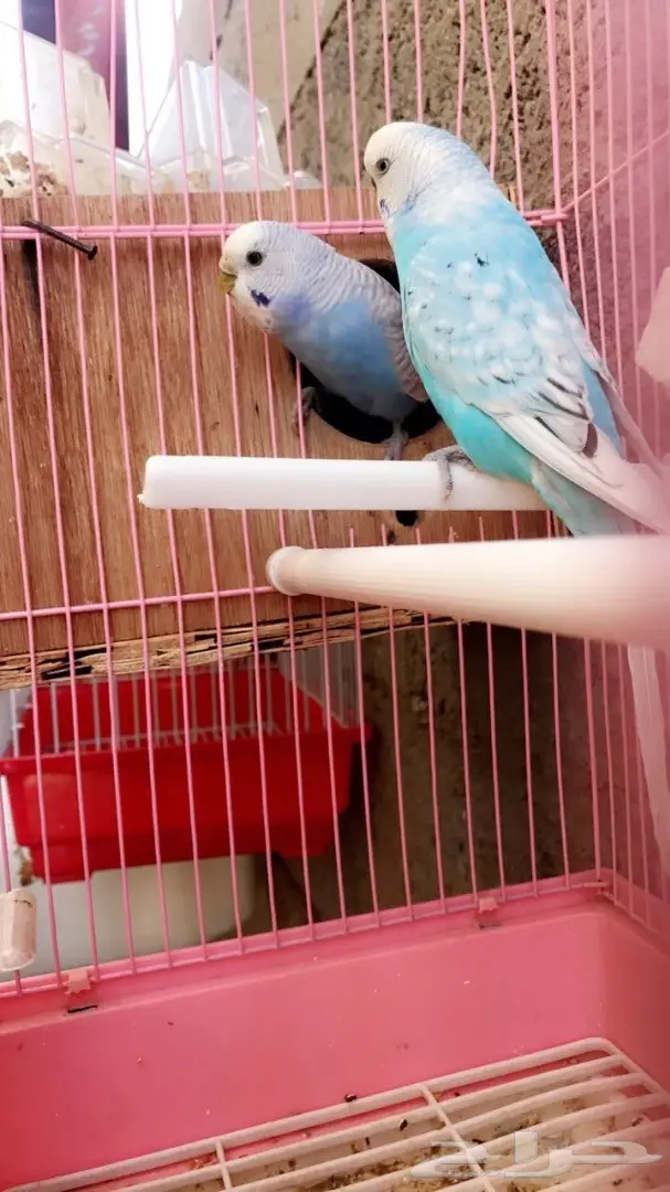 جوزين بادجي مميزه للبيع (image 3)