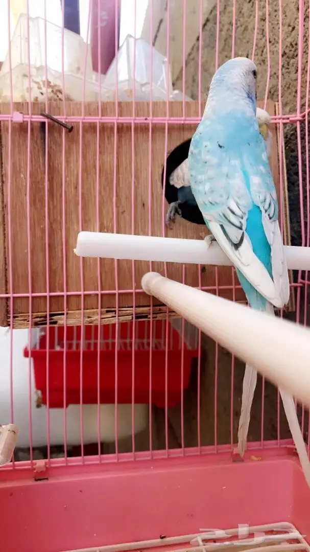 جوزين بادجي مميزه للبيع (image 5)