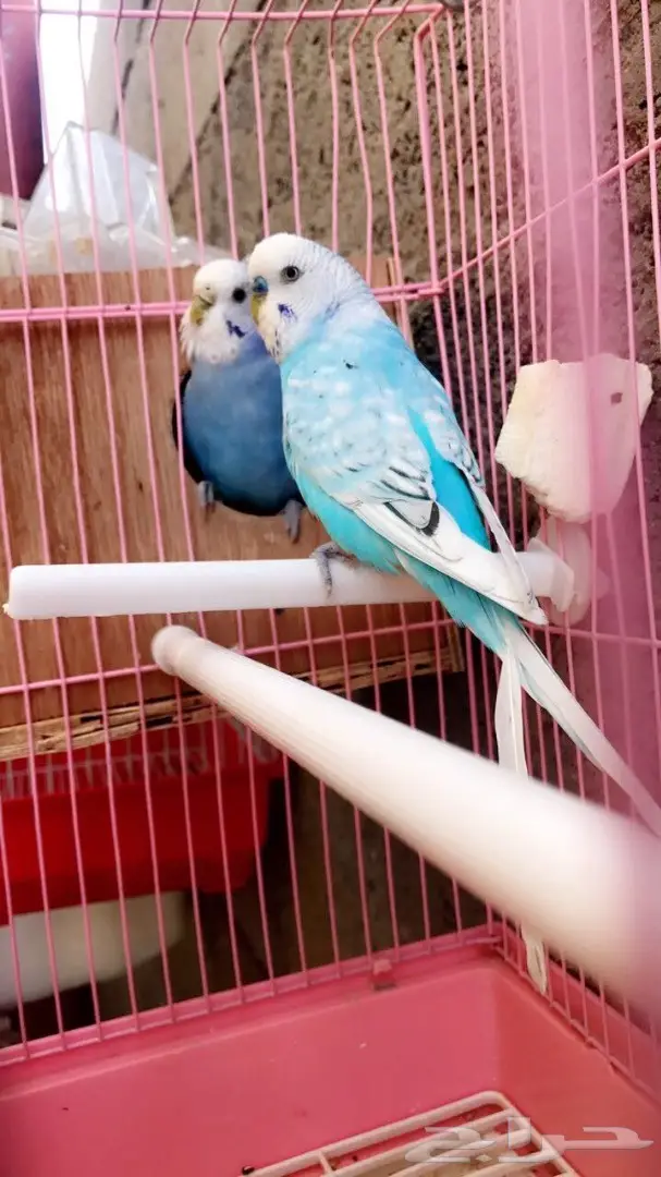 جوزين بادجي مميزه للبيع (image 6)