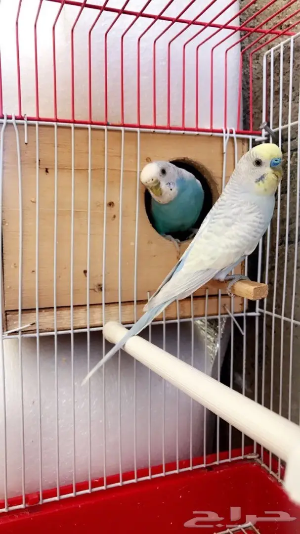 جوزين بادجي مميزه للبيع (image 7)