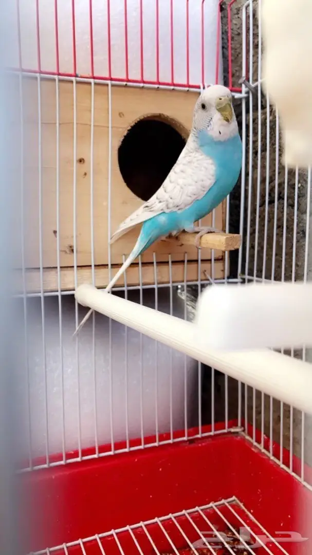 جوزين بادجي مميزه للبيع (image 8)