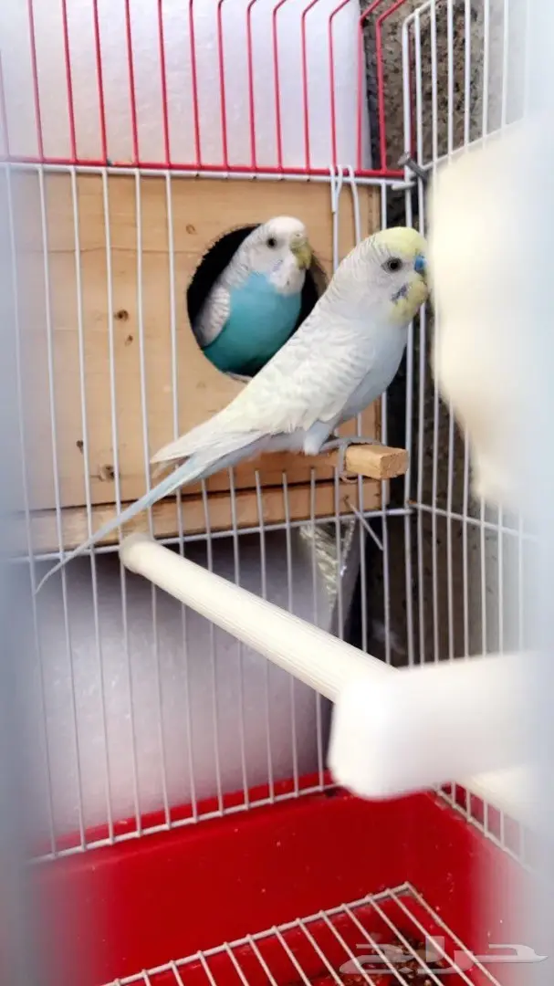 جوزين بادجي مميزه للبيع (image 9)