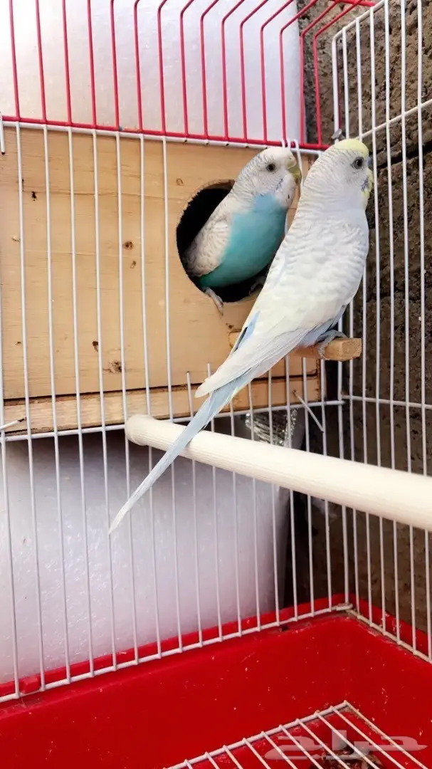 جوزين بادجي مميزه للبيع (image 10)