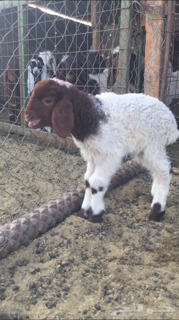 فرصة ذهبية! نعائم نعيم رائعة (image 3)