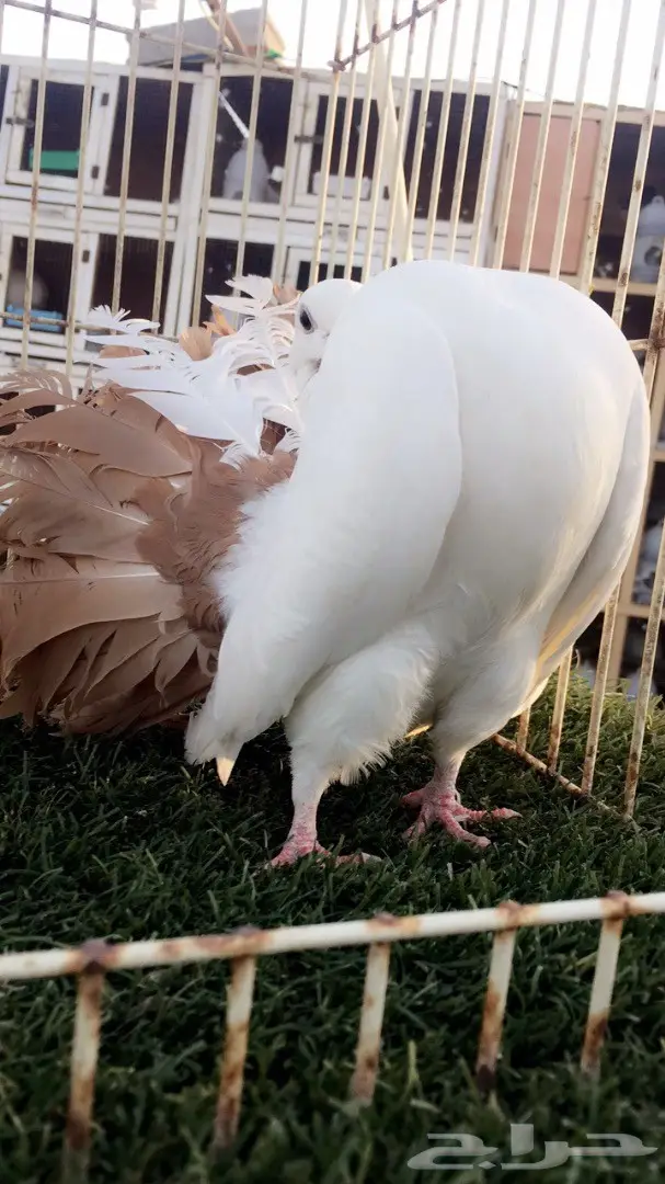 ((جوز رقاص هولندي))