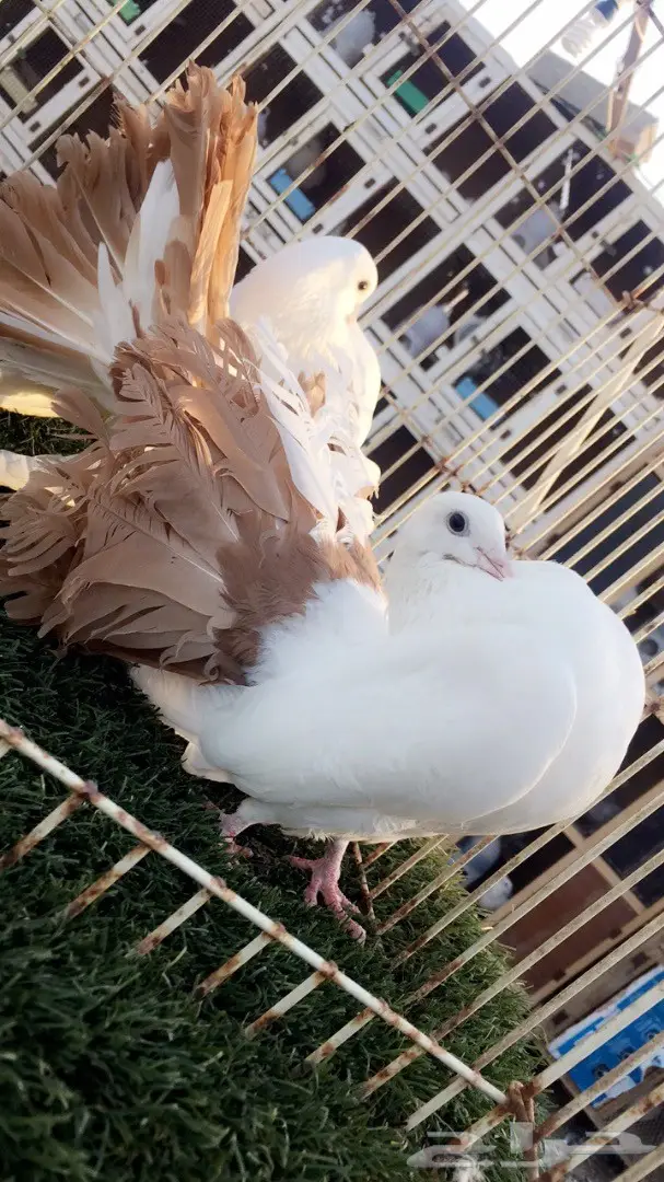 ((جوز رقاص هولندي)) (image 1)