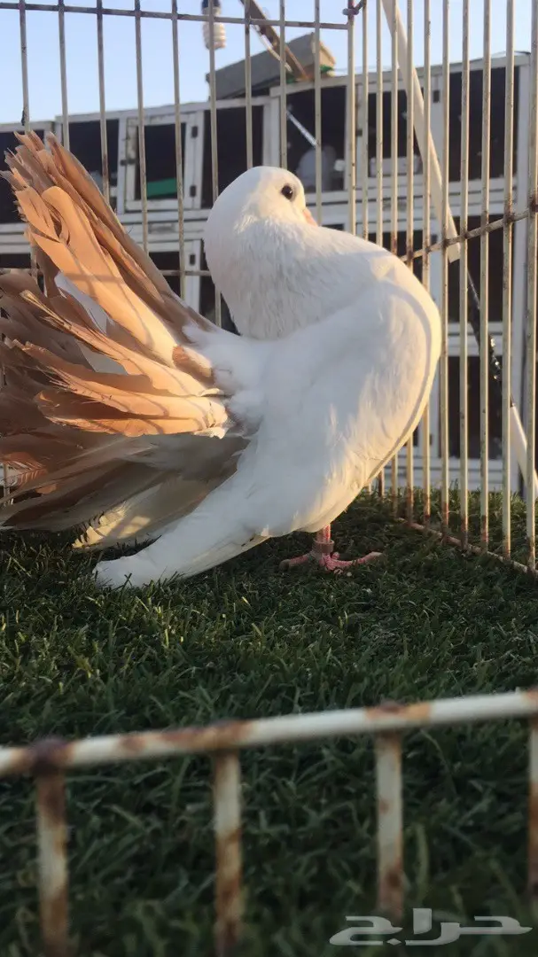 ((جوز رقاص هولندي)) (image 2)