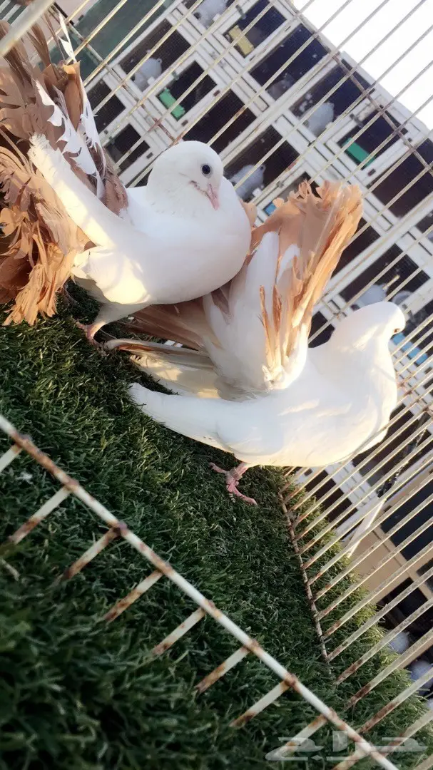 ((جوز رقاص هولندي)) (image 3)