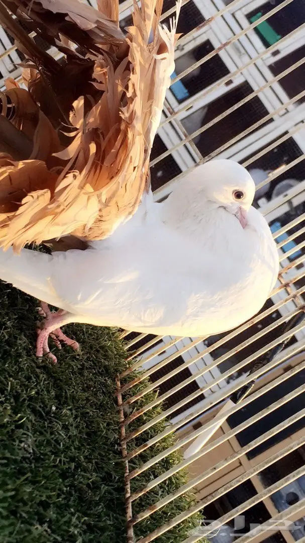 ((جوز رقاص هولندي)) (image 4)