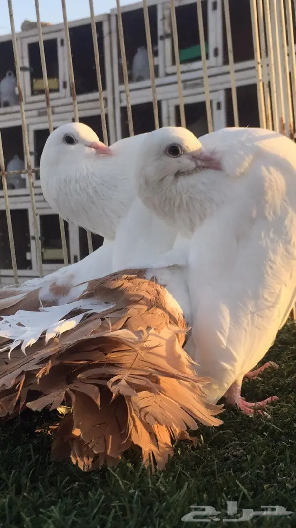 ((جوز رقاص هولندي)) (image 5)