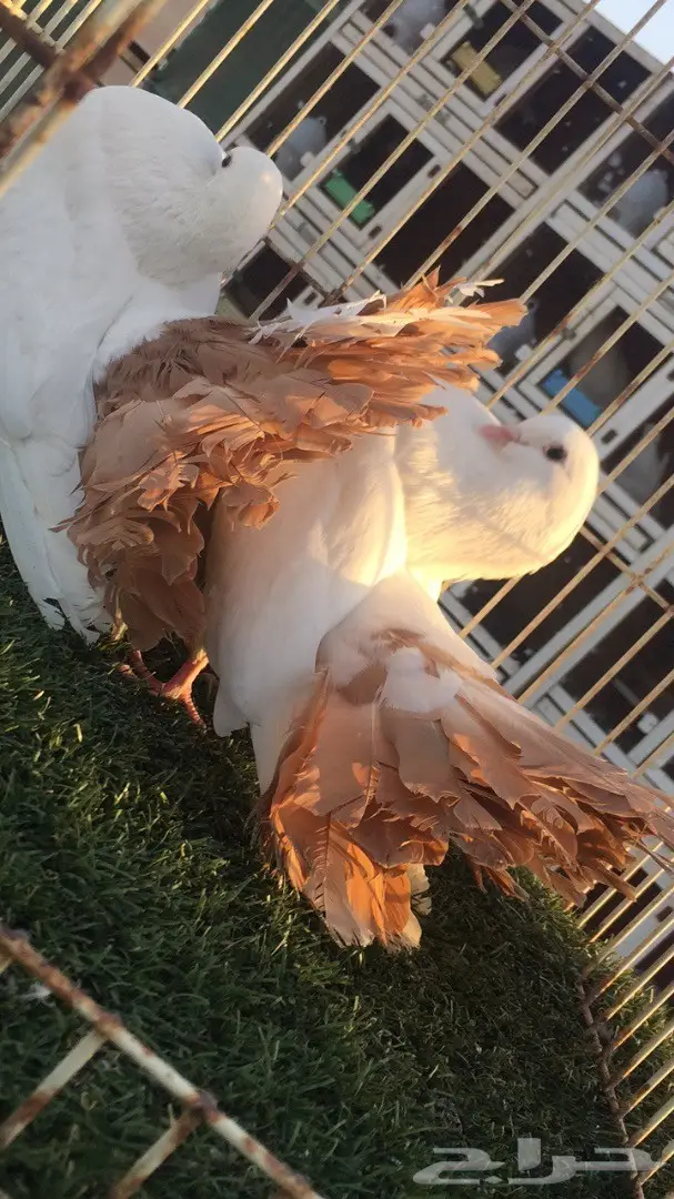 ((جوز رقاص هولندي)) (image 6)