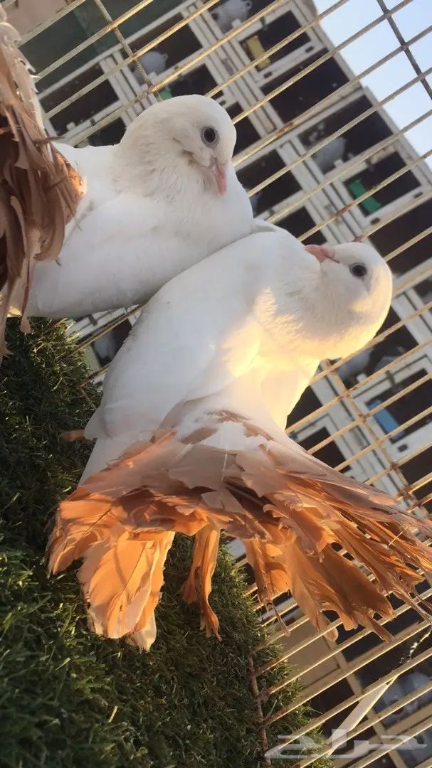 ((جوز رقاص هولندي)) (image 7)