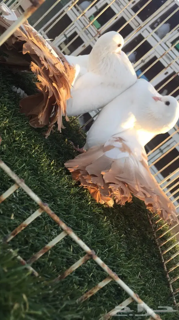 ((جوز رقاص هولندي)) (image 8)