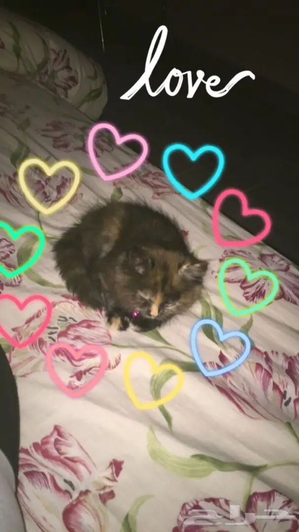 قطه للبيع للضرورة (image 1)