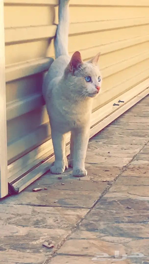 قطة للبيع العيون زرقاء  (image 1)