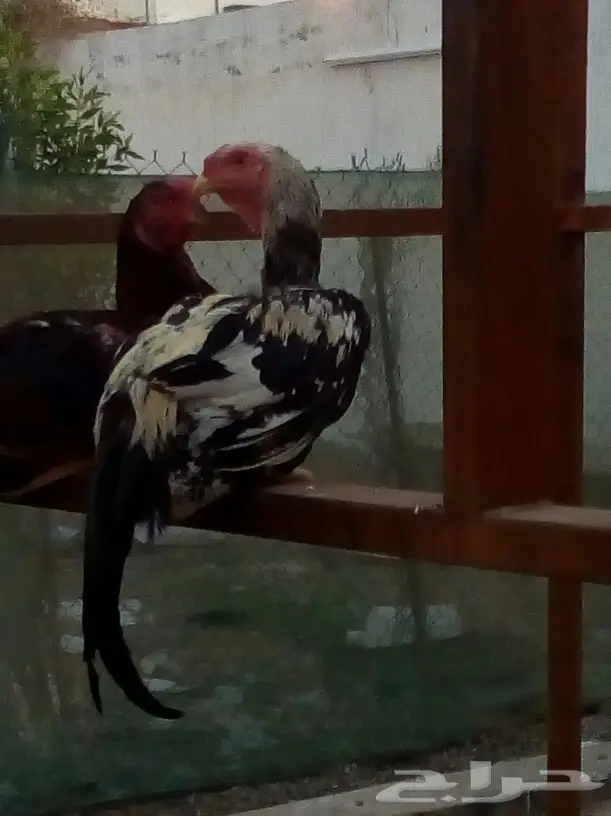 ديك ثلاث بلكات ونص (image 3)