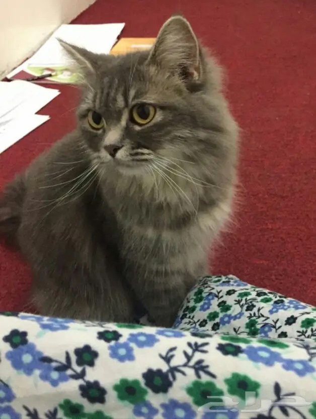 قطه للتبني مع صغارها 2 كيتن  (image 1)