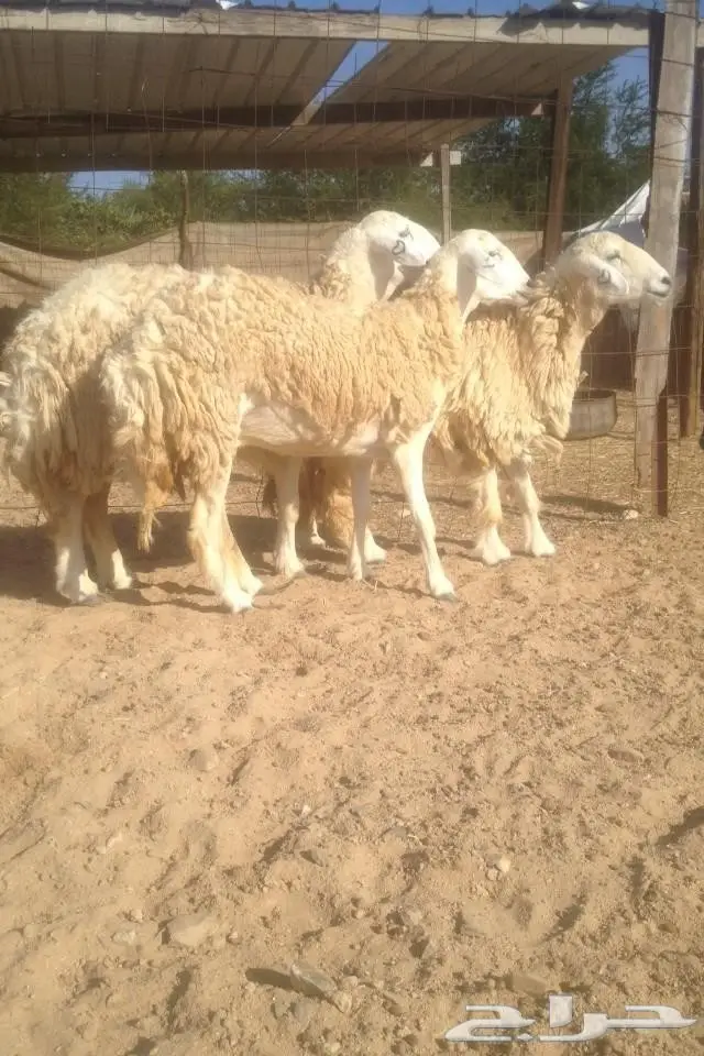 6 نعاج كفو جروم مضاريع في املج-الحد700ريال (image 1)