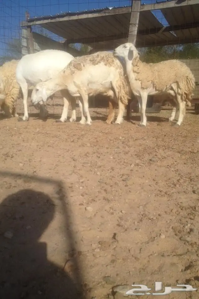 6 نعاج كفو جروم مضاريع في املج-الحد700ريال (image 2)