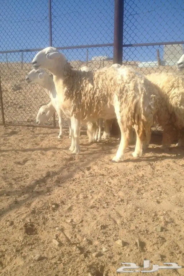 6 نعاج كفو جروم مضاريع في املج-الحد700ريال (image 3)