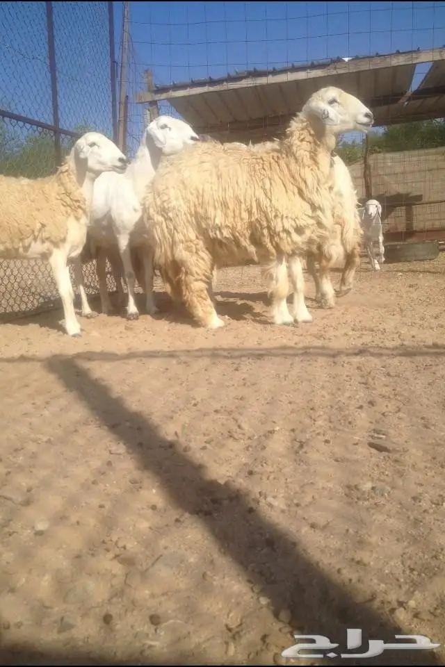 6 نعاج كفو جروم مضاريع في املج-الحد700ريال (image 4)