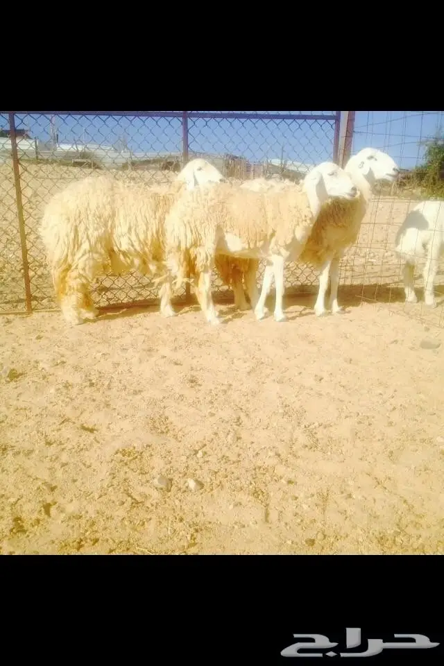 6 نعاج كفو جروم مضاريع في املج-الحد700ريال (image 7)