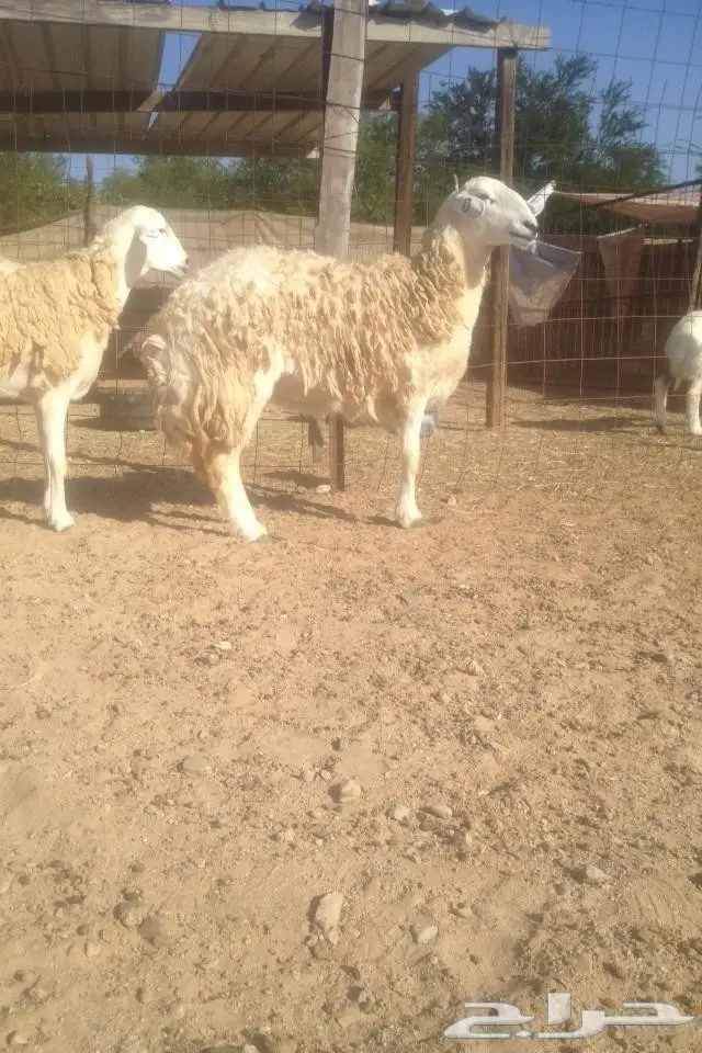 6 نعاج كفو جروم مضاريع في املج-الحد700ريال (image 8)