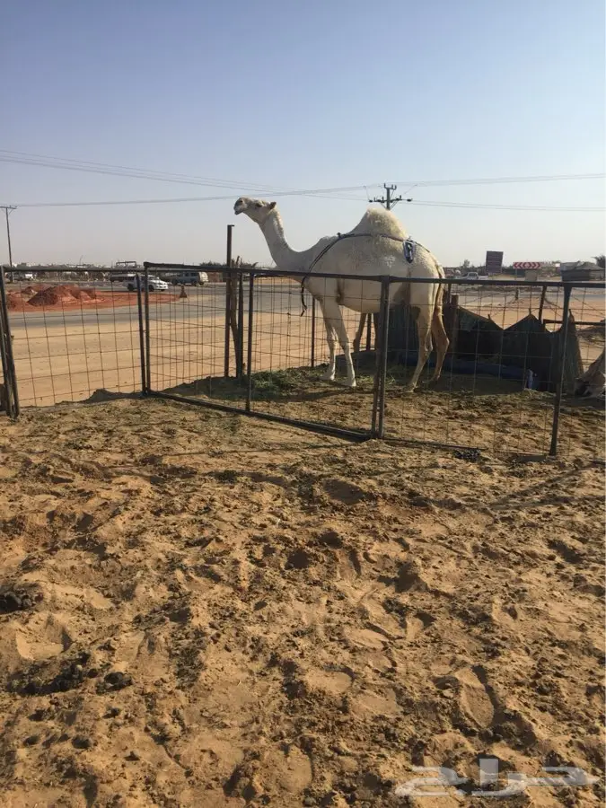 لقحه مقرب وضحا (image 2)