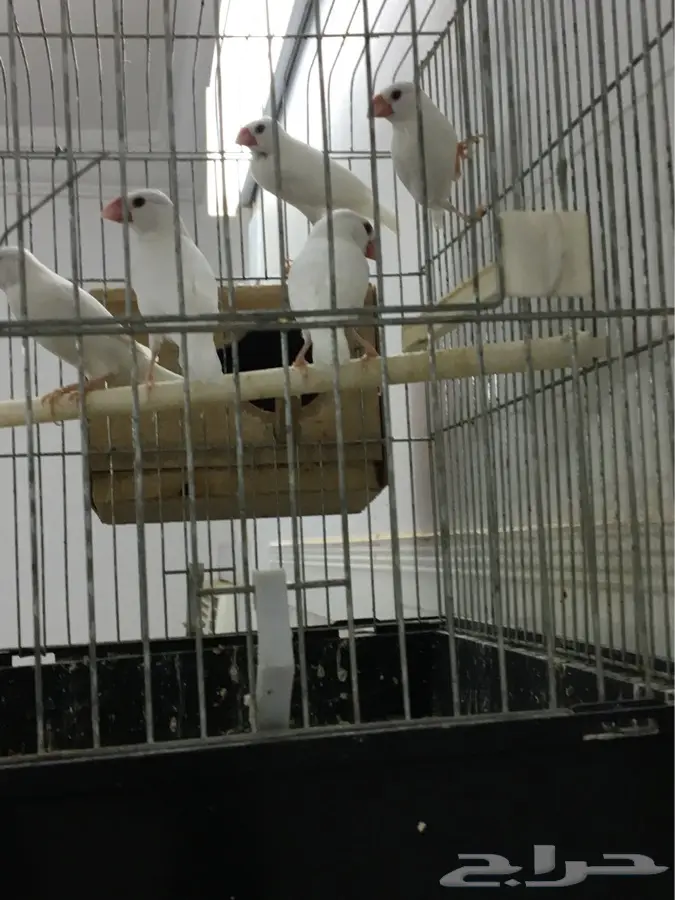 طيور جاوا (image 4)