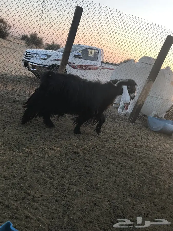 للبيع: مجموعة أعزل عالية الجودة - الجبيل (image 5)