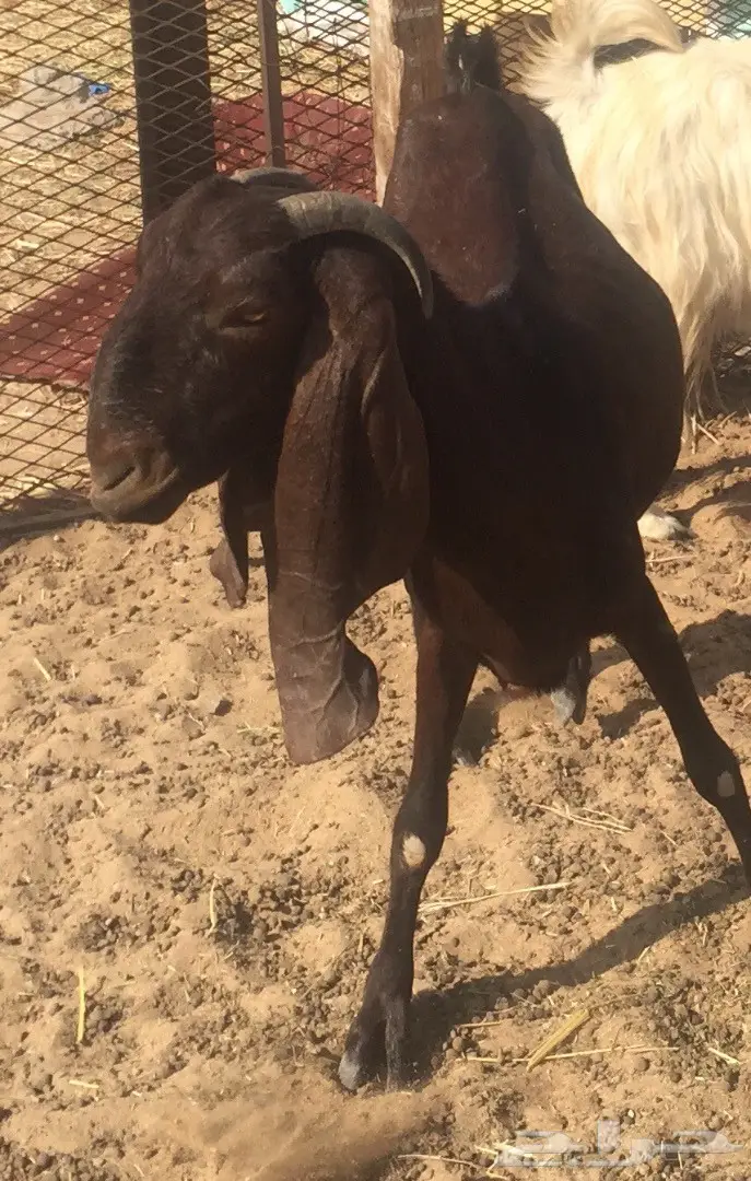 عنز دافع على وشك ولاد (image 1)