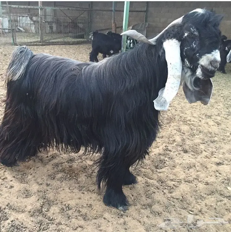 فحل خصم  (Image 1)