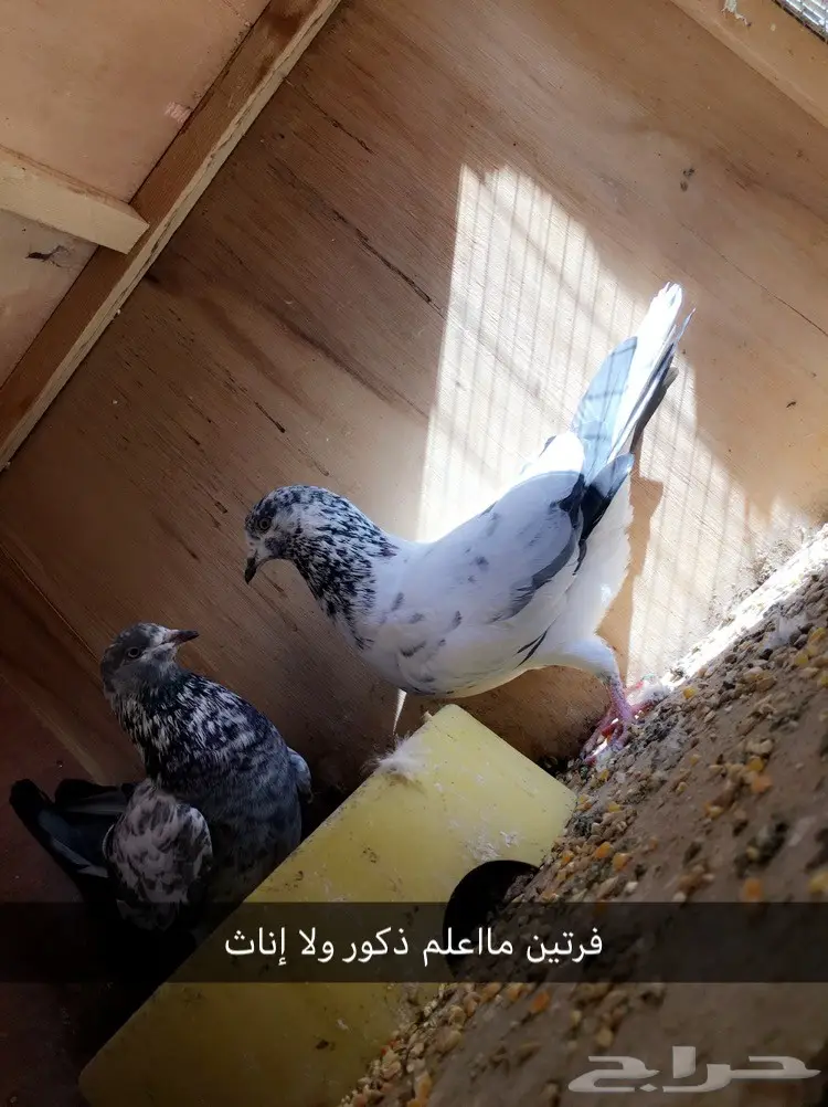 جمله وتفريد ولبيع سمح