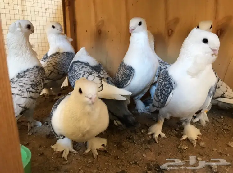 للبيع حب رمان  (image 3)