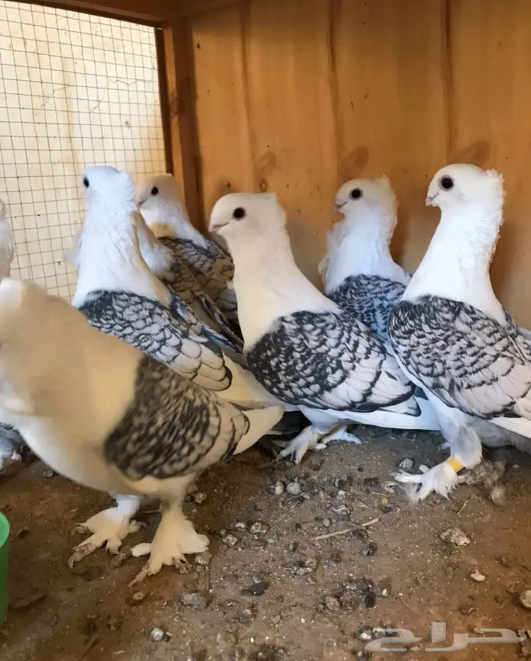 للبيع حب رمان  (image 2)