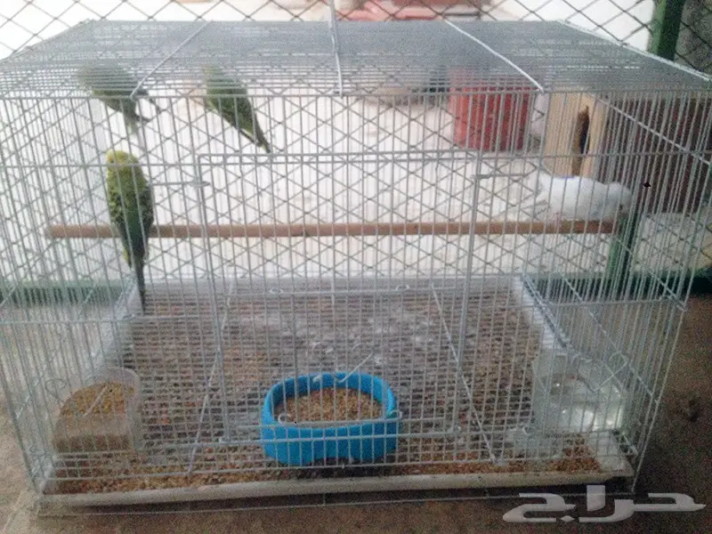 طيور بادجي للبيع مع قفص601