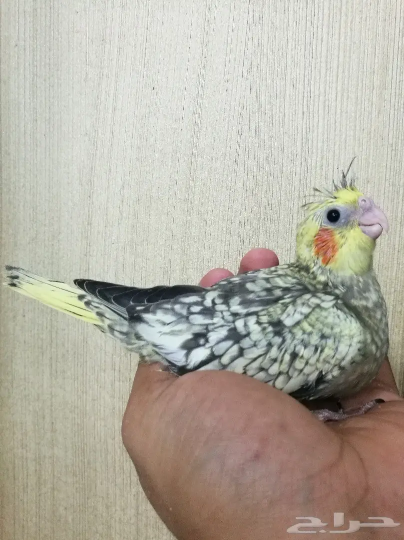 اجمل فروخ روز وكروان أليفة للهدد (image 2)