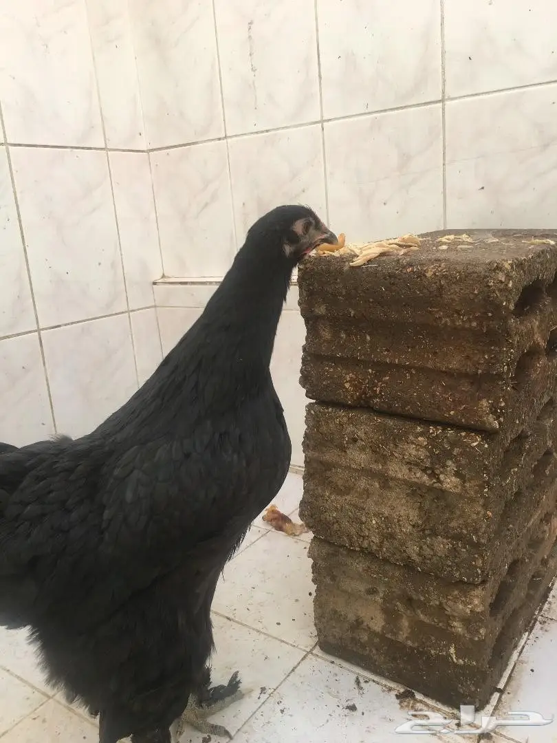 طقمين براهما  (image 1)