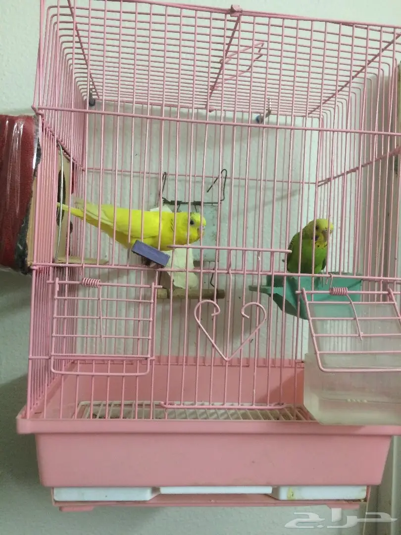 ط ي و ر ح ب (image 1)