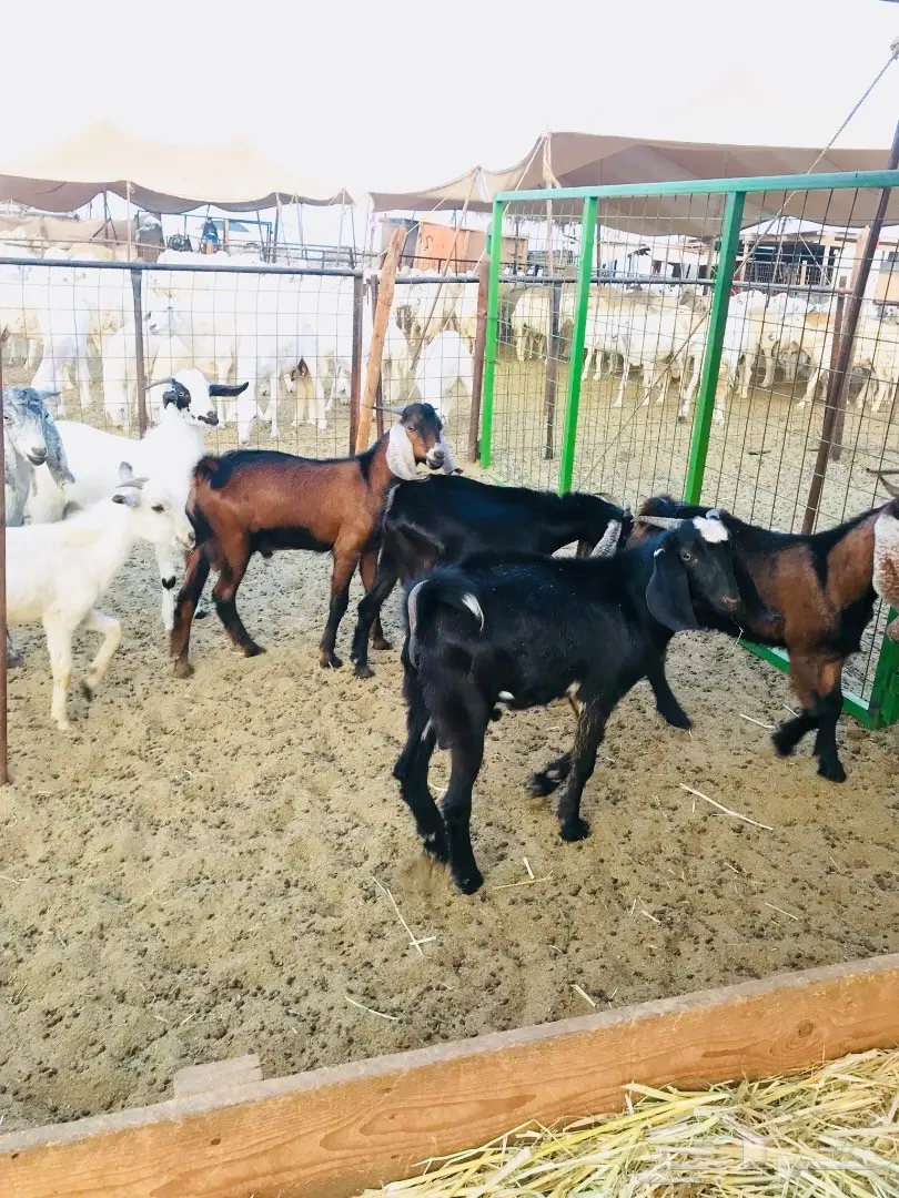 تيوس مقفله شحم ولحم  (image 1)