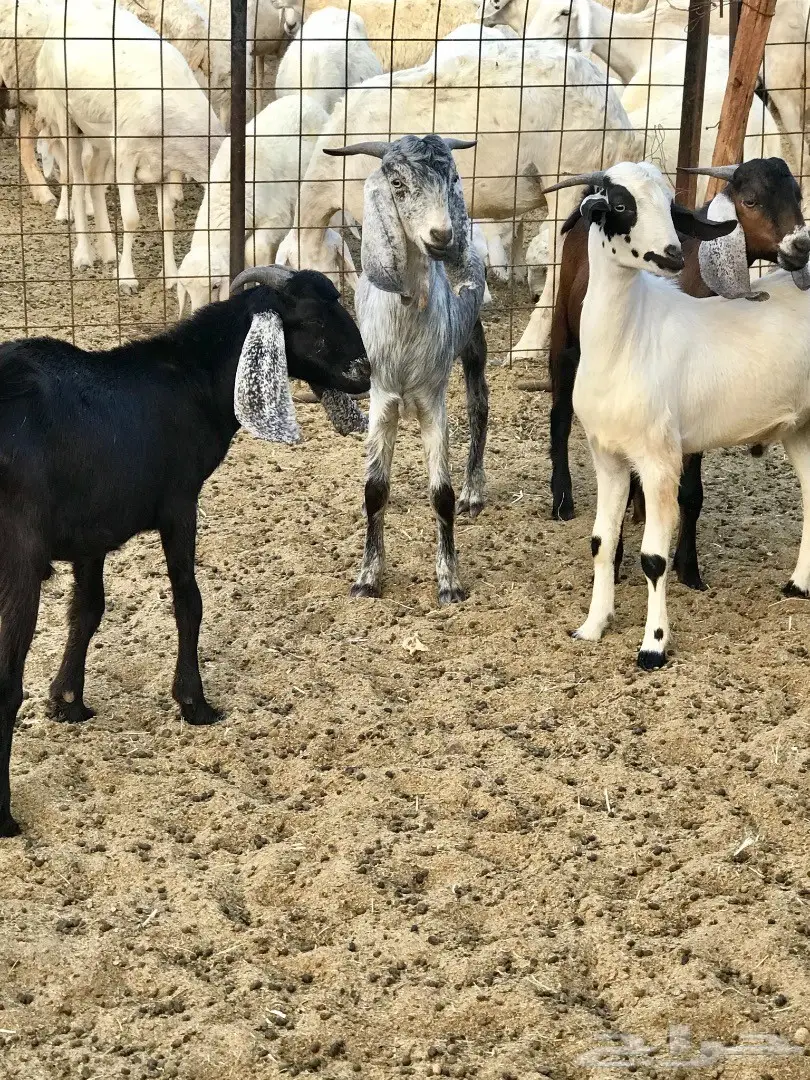 تيوس مقفله شحم ولحم  (image 2)