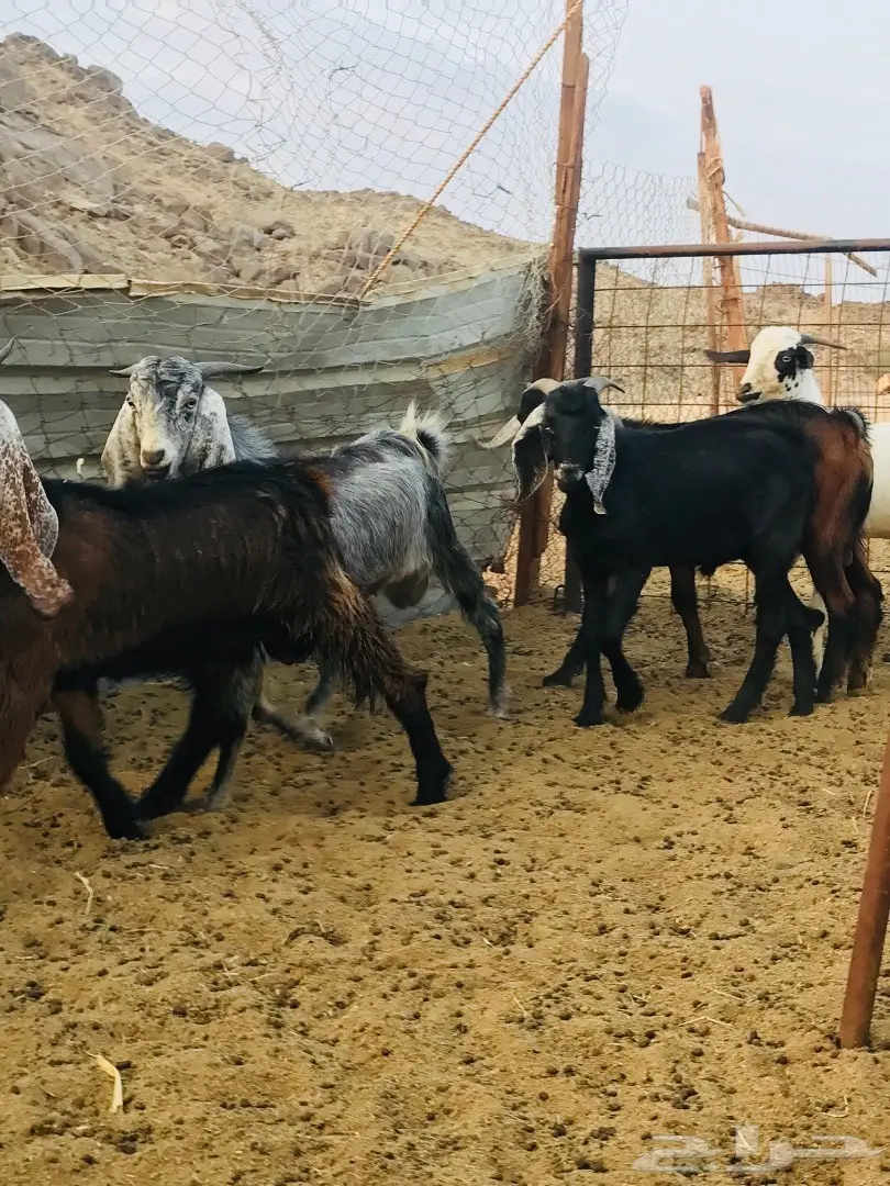 تيوس مقفله شحم ولحم  (image 3)