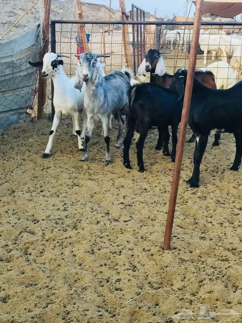 تيوس مقفله شحم ولحم  (image 4)