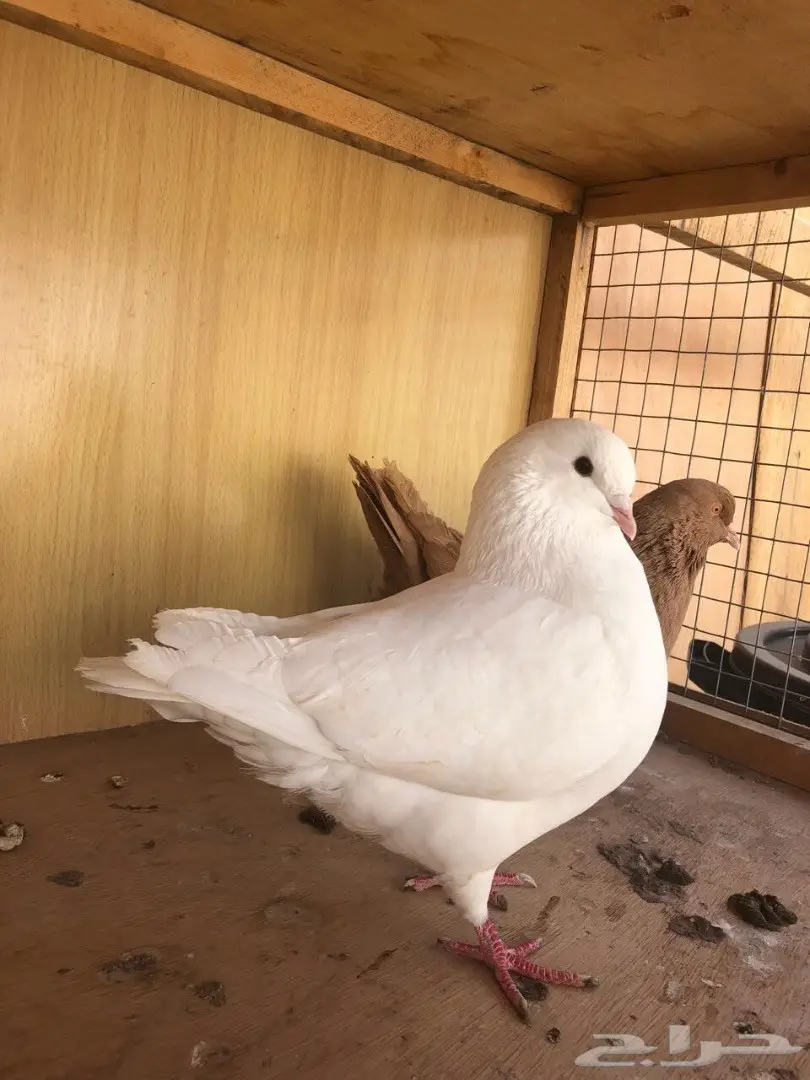 جوز كنق (image 1)