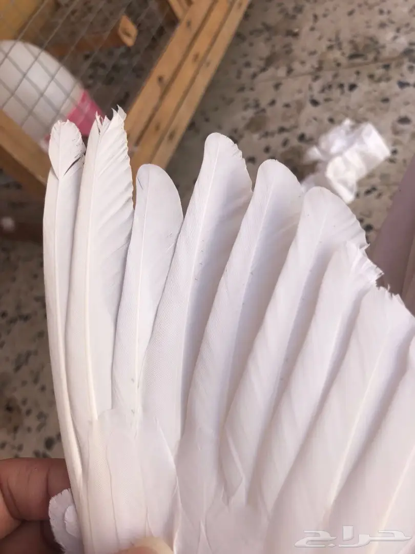 جوز كنق (image 3)