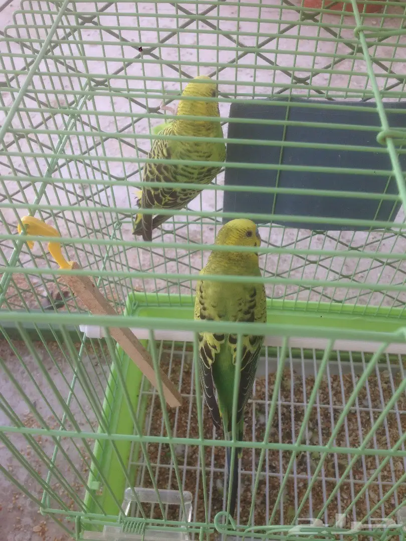 طيور بادجي للبيع مع قفص601 (image 5)