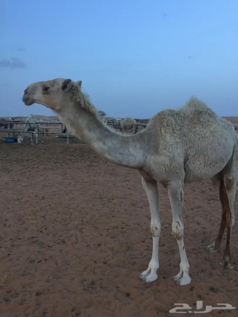 بكره عفراء (image 1)