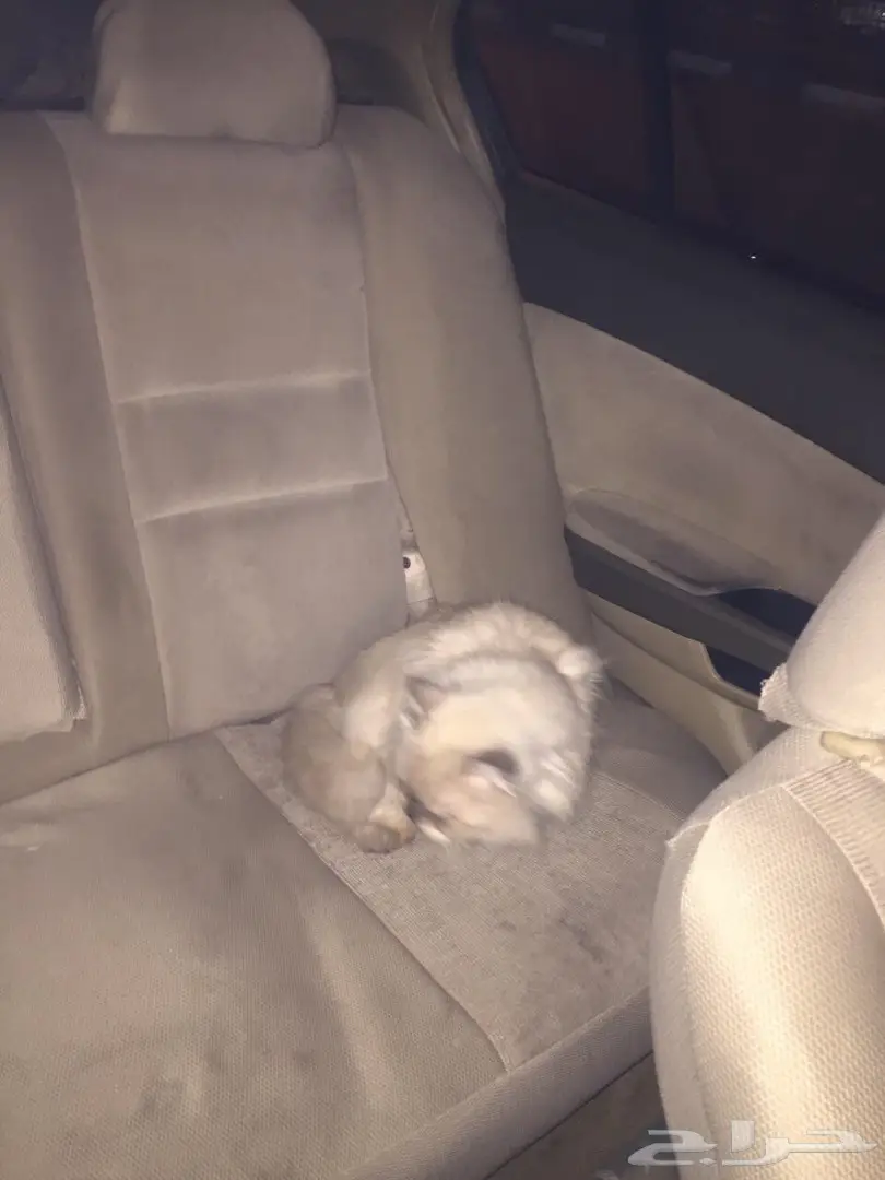 قطوة هملايا للبيع