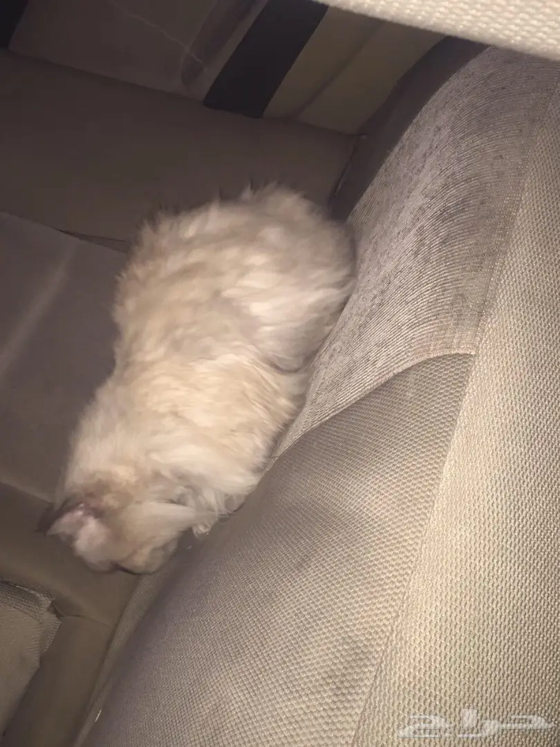 قطة هملاوية أنثى - الدمام (image 1)