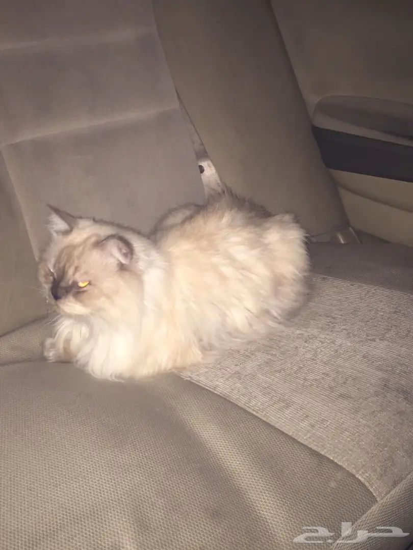 قطة هملاوية أنثى - الدمام (image 2)